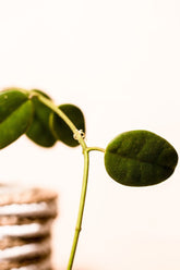 Hoya sp. Papua